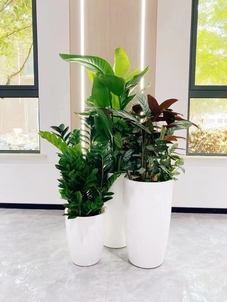 杭州湾花卉租赁，为你打造别具一格的花卉景观盛宴