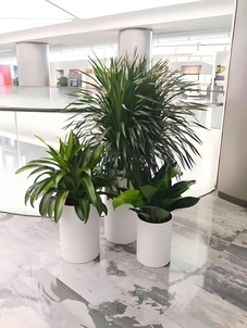 深挖宁波慈溪花卉租赁方案，畅享花卉盛宴